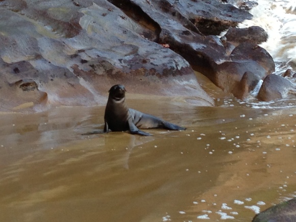Baby sea lion at Punta Pitt, San Cristobal