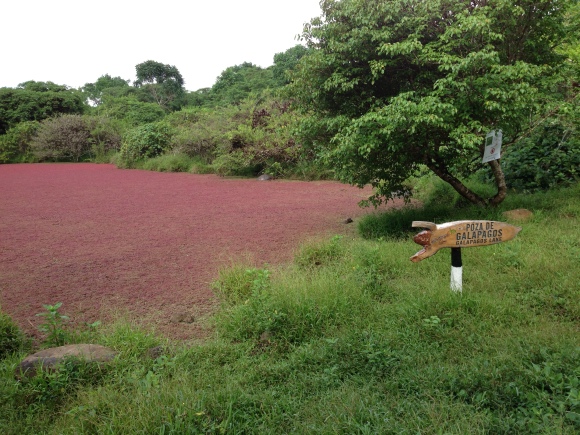Sesuvium covering a pond on Santa Cruz island where tortoises seek shade.